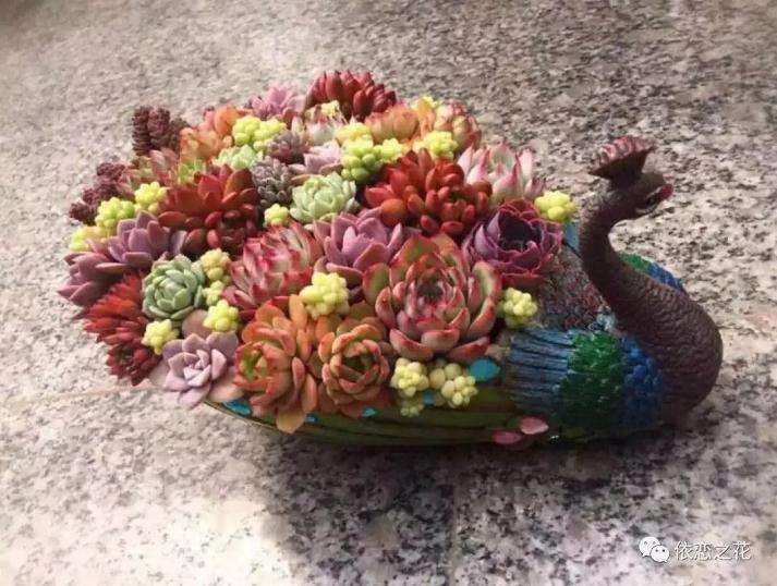 秋季多肉怎么浇水施肥的方法