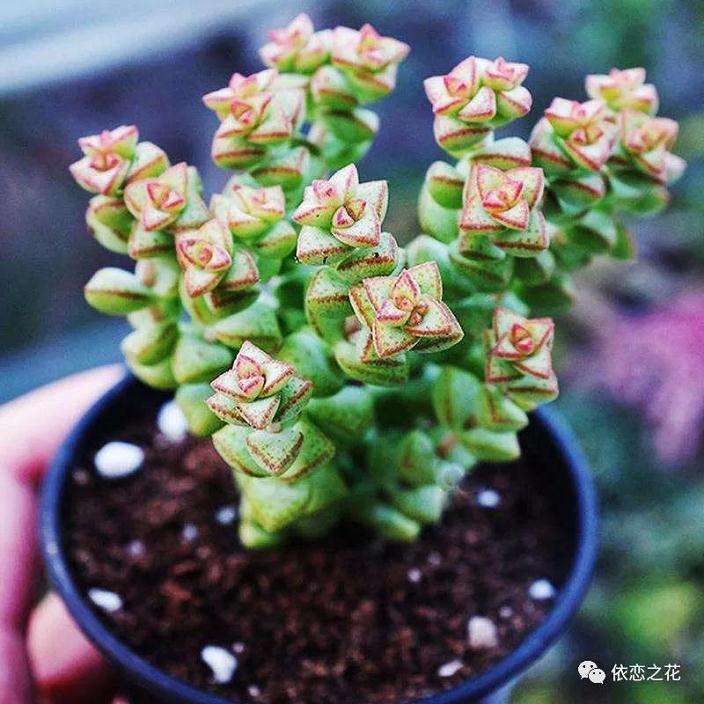 秋季多肉怎么浇水施肥的方法