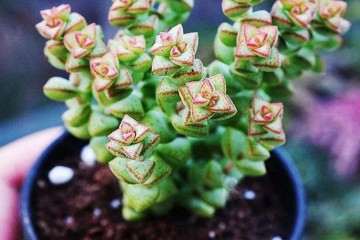 秋季多肉怎么浇水施肥的方法 图片