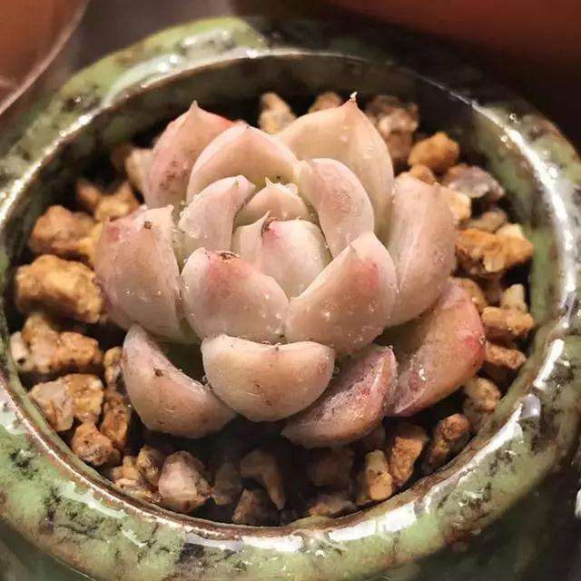 多肉养在大花盆还是小花盆里比较好