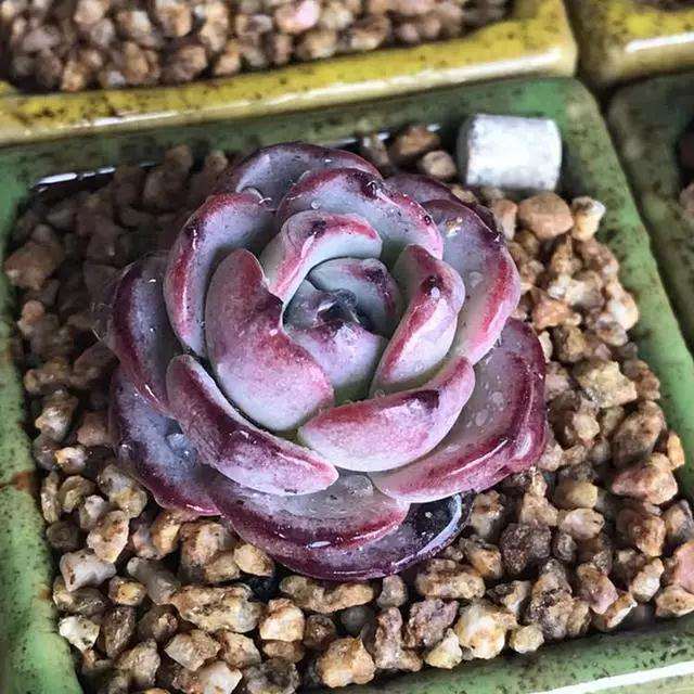 多肉养在大花盆还是小花盆里比较好