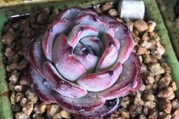 多肉养在大花盆还是小花盆里比较好