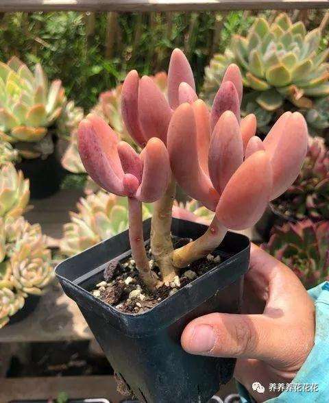 多肉徒长不要急