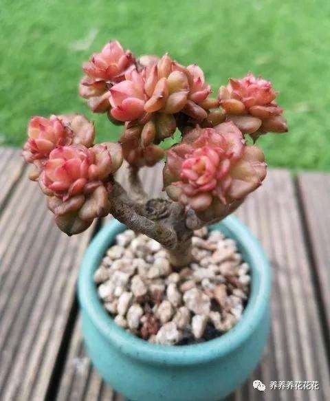 多肉徒长不要急