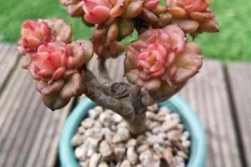 多肉徒长不要急 快速让它变老桩 变群生