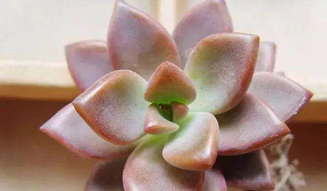 多肉能淋雨水吗