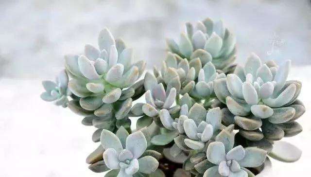 多肉能淋雨水吗