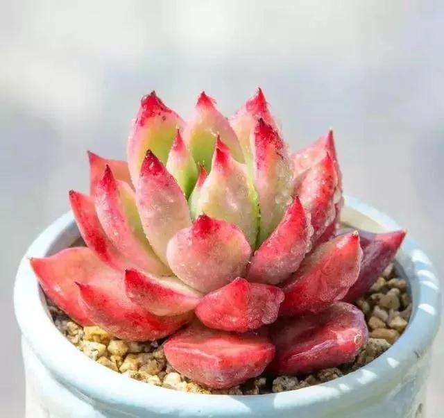 多肉植物栽种之前怎么修根的方法