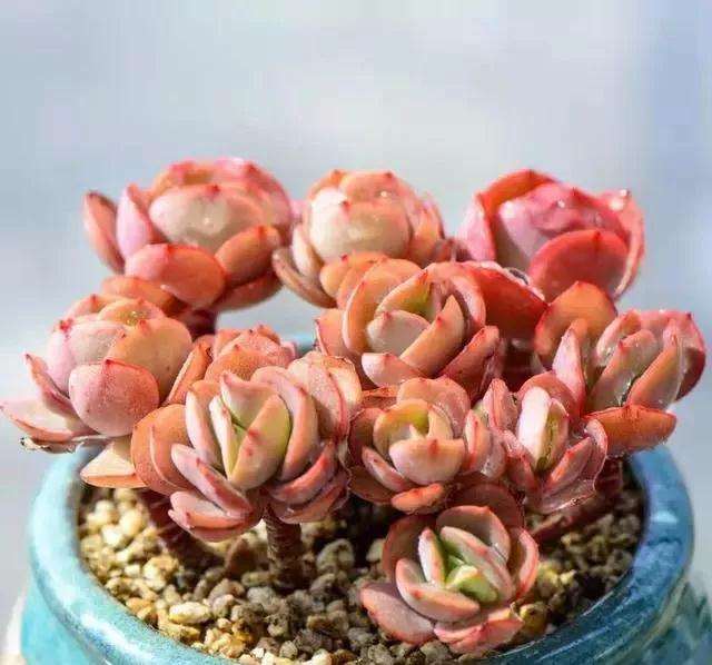 多肉植物栽种之前怎么修根的方法