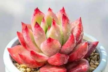 多肉植物栽种之前怎么修根的方法