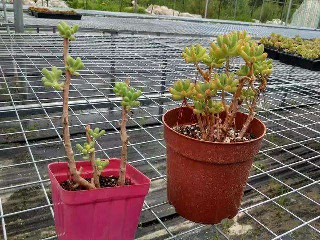 多肉植物乙女心爱徒长怎么办 一招解决