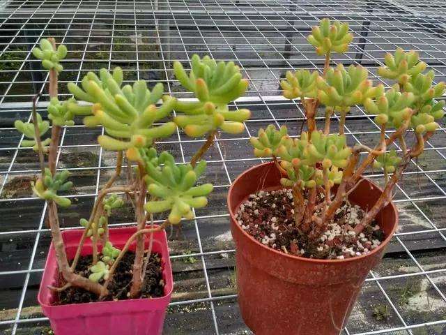 多肉植物乙女心爱徒长怎么办 一招解决