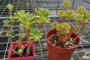 多肉植物乙女心爱徒长怎么办 一招解决