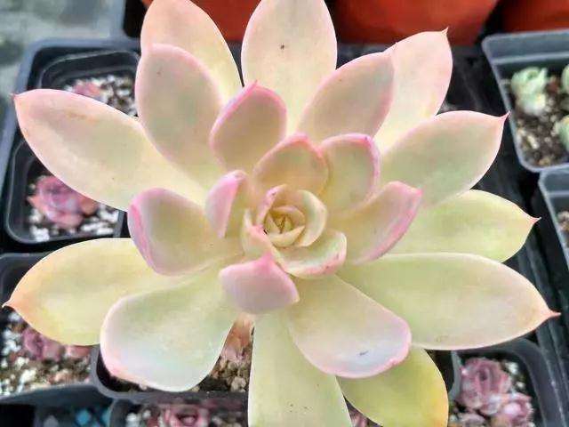 秋季养护多肉植物丝绸面纱最好成老桩