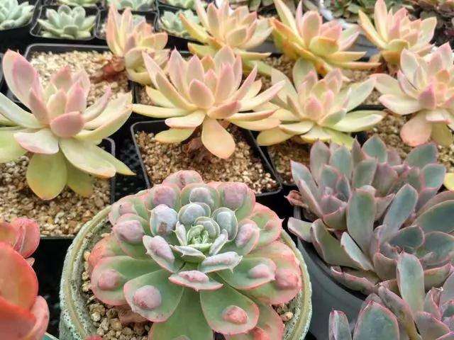 秋季养护多肉植物丝绸面纱最好成老桩