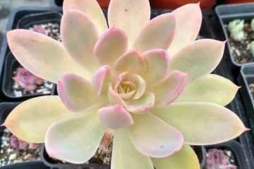 秋季养护多肉植物丝绸面纱最好成老桩