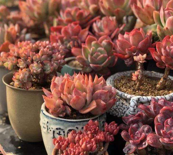 春季多肉状态好