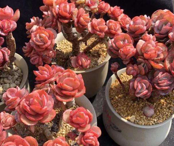 春季多肉状态好