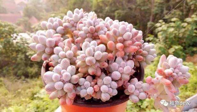 不浇水就是多肉植物根系不能发展的原因