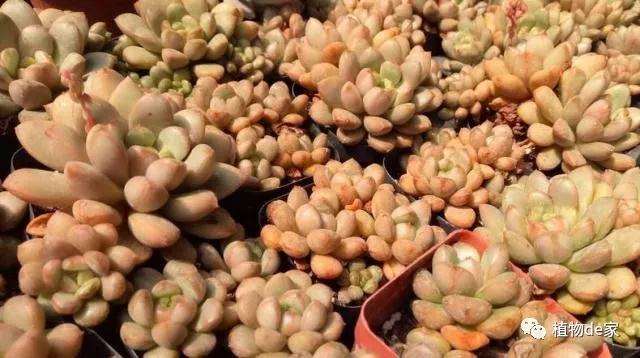 不浇水就是多肉植物根系不能发展的原因