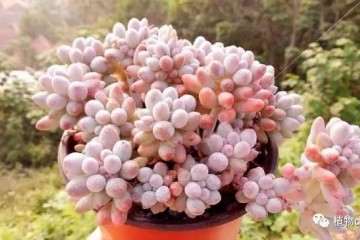 不浇水就是多肉植物根系不能发展的原因