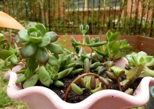 多肉植物怎么用药才会长新根