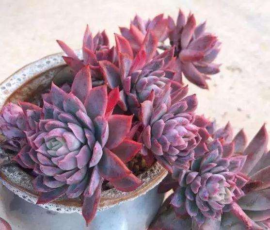 多肉植物怎么用药才会长新根