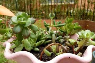 多肉植物怎么用药才会长新根的方法