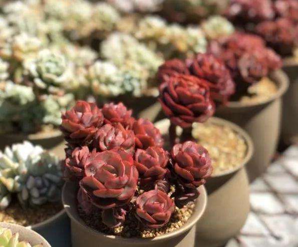 如何在阳台上玩多肉植物的方法 图片