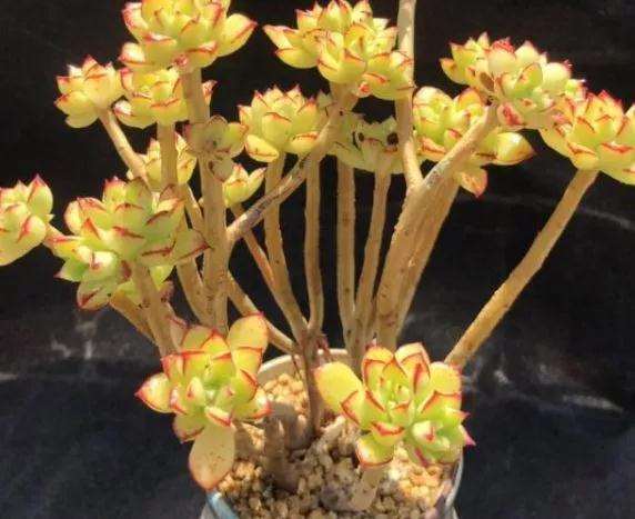 如何在阳台上玩多肉植物的方法 图片