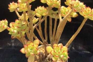 如何在阳台上玩多肉植物的方法 图片