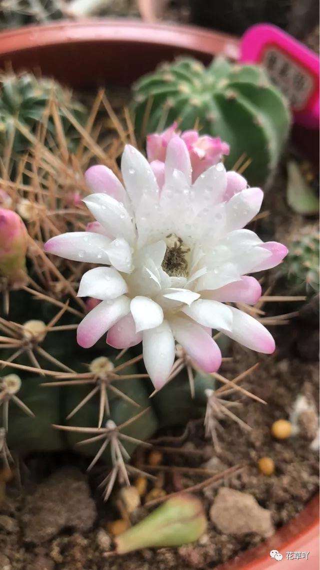 多肉植物一年多次开花 