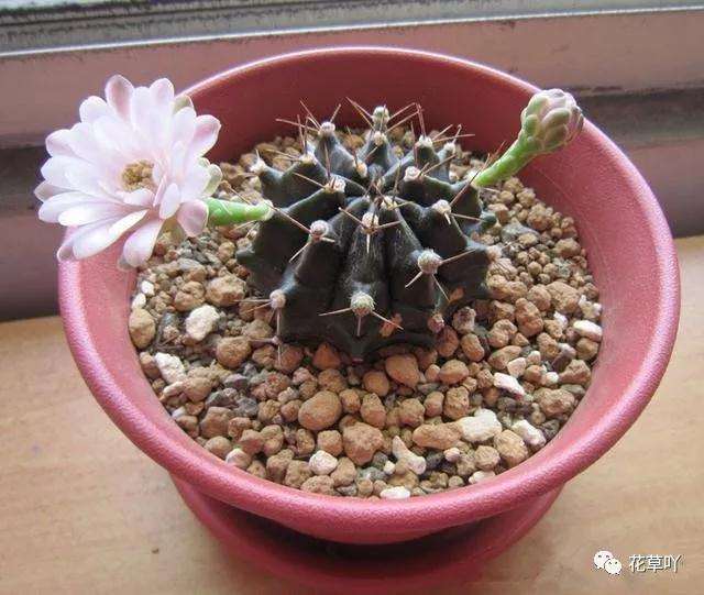 多肉植物一年多次开花 