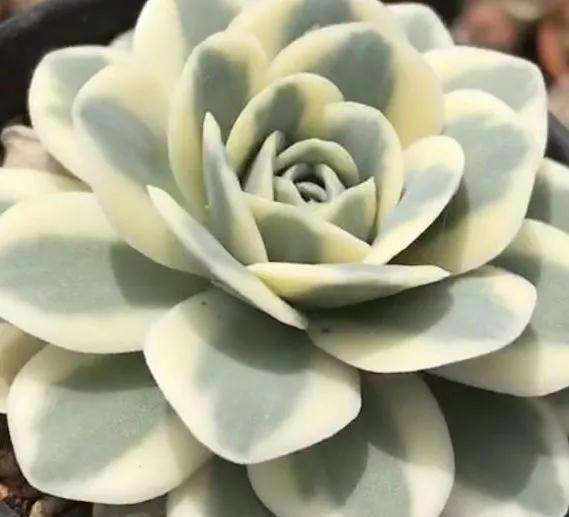 药锦多肉植物千万不要买 非常不好养