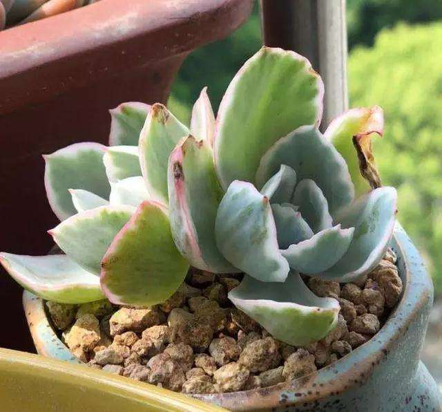 多肉被水泡过后