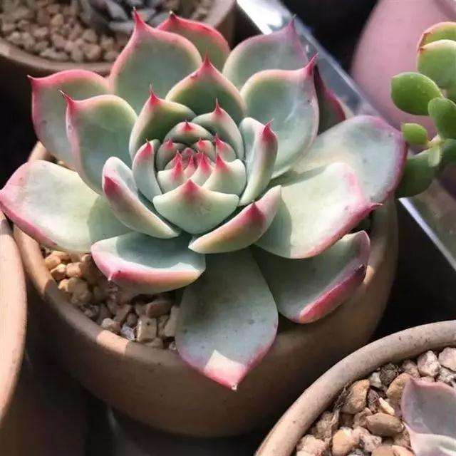 多肉被水泡过后