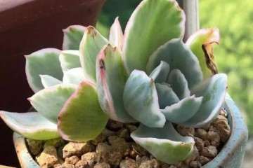 多肉被水泡过后 还能活吗 图片