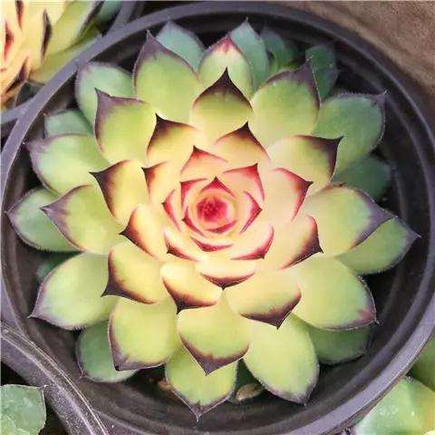 养多肉观音莲的盆土怎么排水浇水