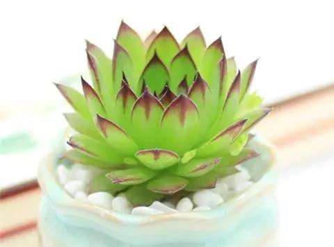 养多肉观音莲的盆土怎么排水浇水