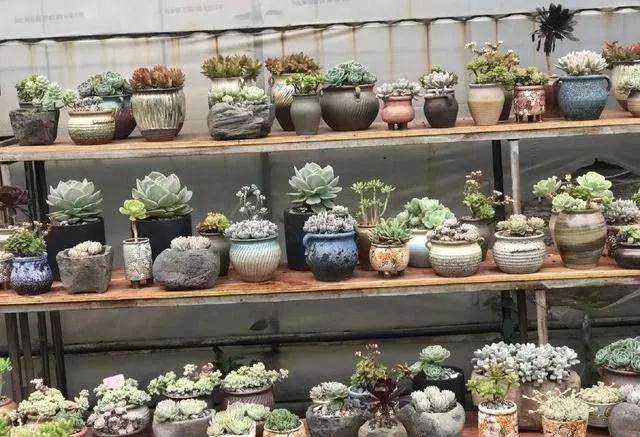 秋季养多肉植物怎么换盆浇水