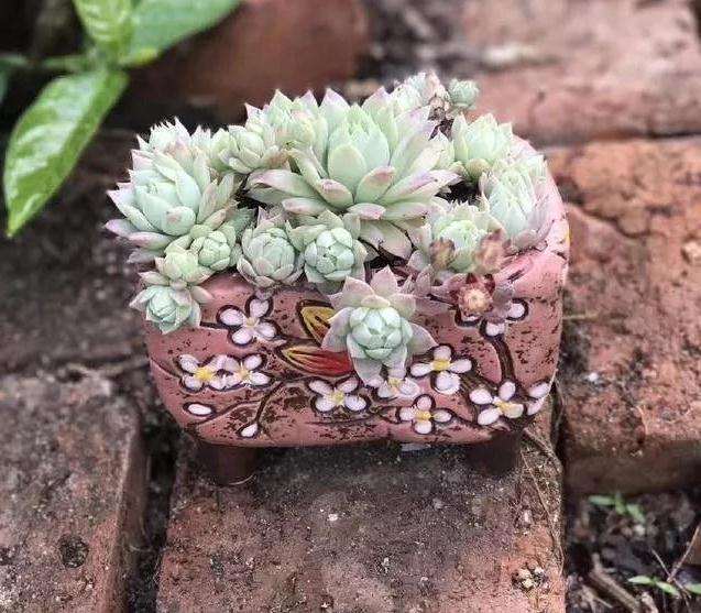 秋季养多肉植物怎么换盆浇水