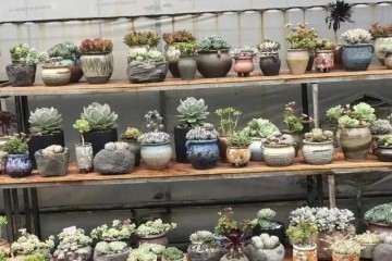 秋季养多肉植物怎么换盆浇水 图片