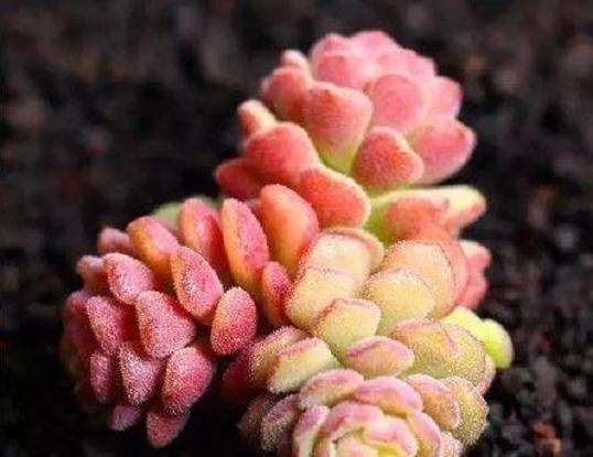 夏天真的不该买多肉吗