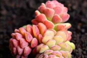 聪明人都这样多肉施肥 不用半月就长胖