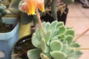 如何防止多肉植物掉叶的2个方法 图片