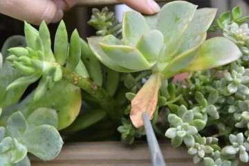 多肉植物怎么徒长了 怎么办 图片