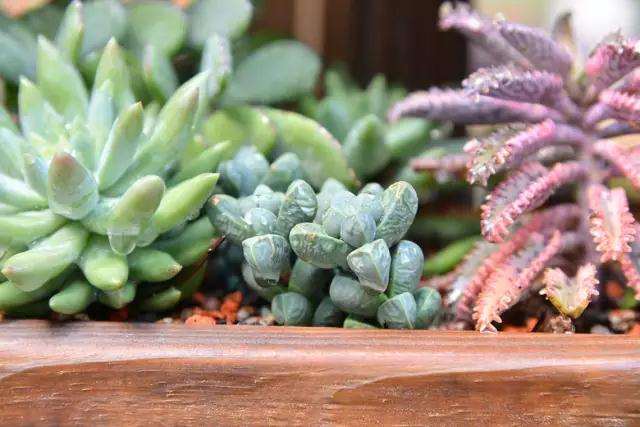 多肉植物的叶子变半透明了