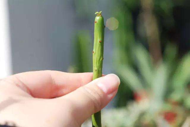 多肉植物缺水导致叶子枯萎