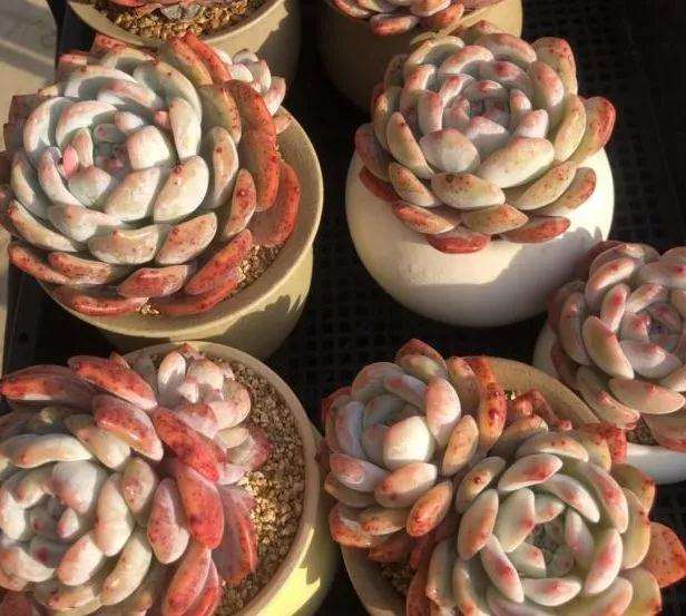 怎么让您的多肉变得又肥又美