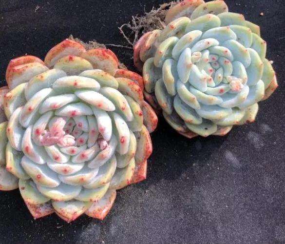 怎么让您的多肉变得又肥又美